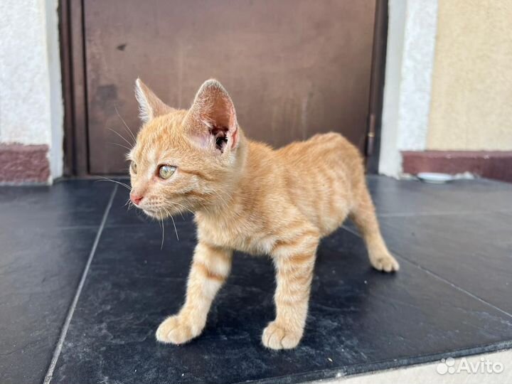 Кошечка и котик 2.5 месяца в добрые руки