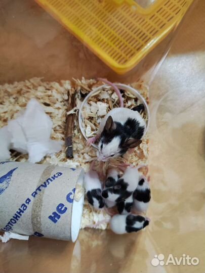 Декоративные японские карликовые мышки