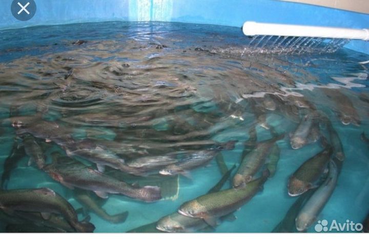 Узв Передержка рыбы и раков