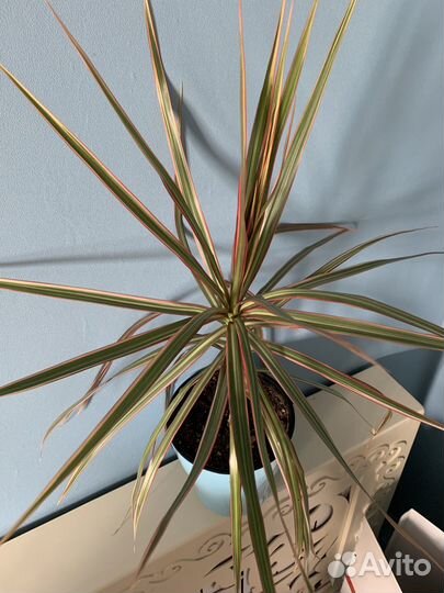 Продам драцену