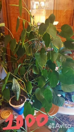 Красивые комнатные цветы