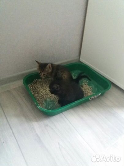 Котятки в добрые ручки