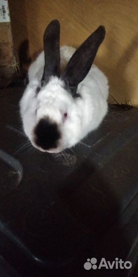 Калифорнийский кролик