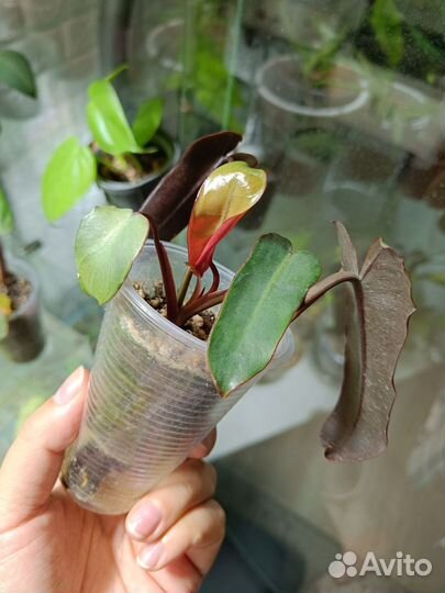 Филодендрон Билли минт