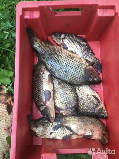 Рыба речная свежая, гк, хк, вяленая