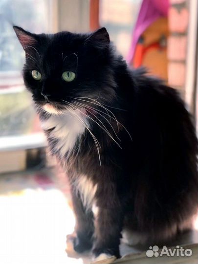 Кошечка-сирота