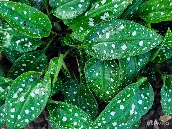 Декоративное многолетнее растение