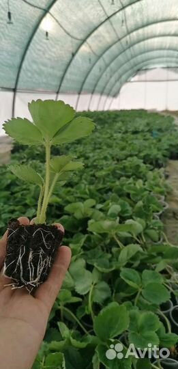 Рассада клубники Азия зкс