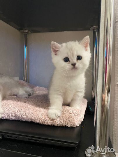 Британская серебристая шиншилла