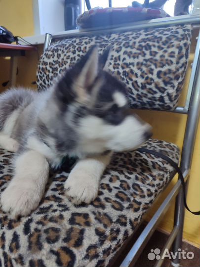 Сибирский хаски