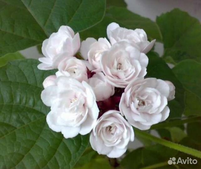 Клеродендрум филиппинский