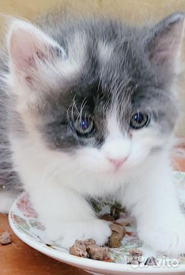 Полупоподистые британцы