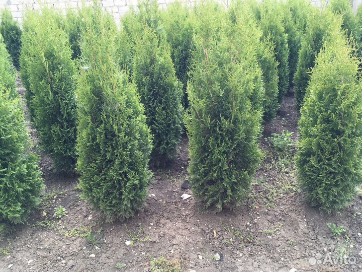 Туя Западная 186 см и Ель Голубая Оптом Гарантия