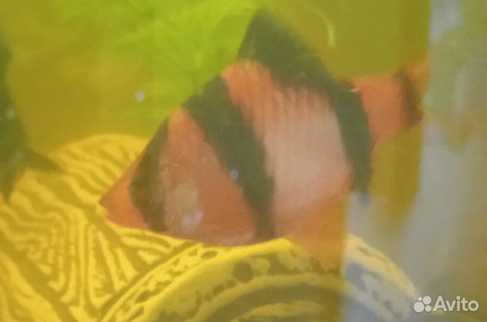 Аквариумные рыбки