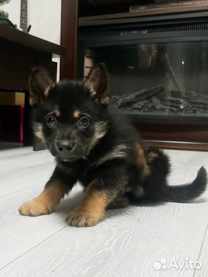 Щенок в добрые руки мальчик