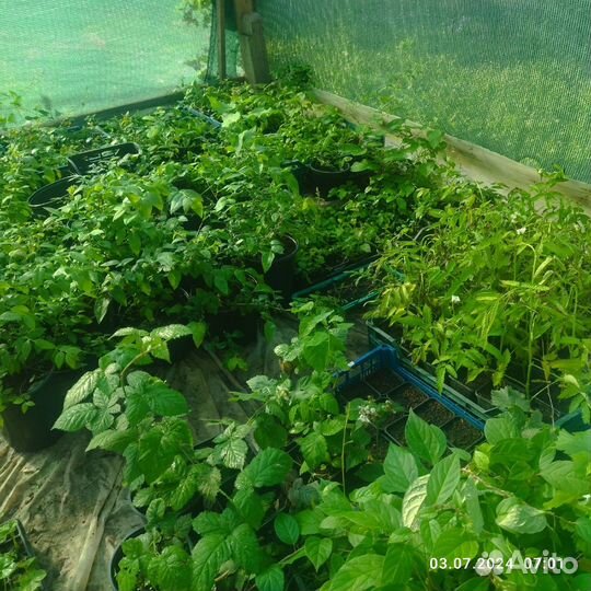 Саженцы ягодных культур. Опт и розница