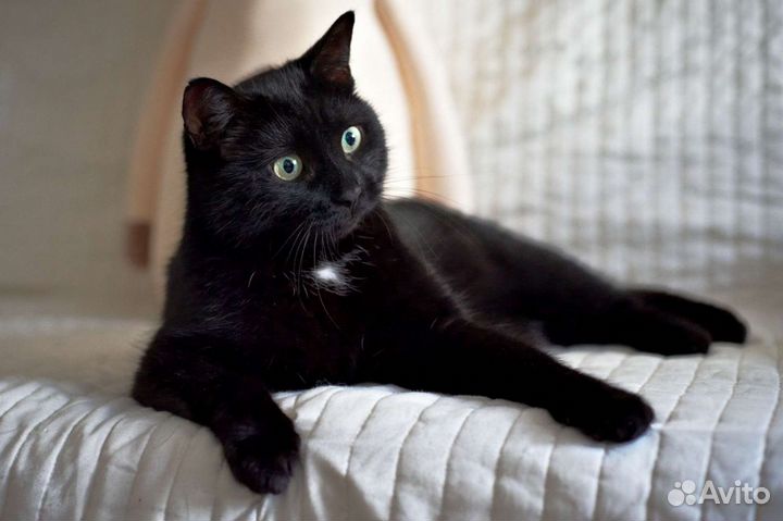 Кошке Алисе очень нужен человек