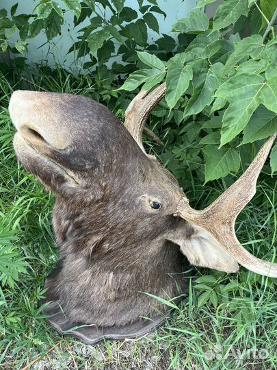 Чучело головы лося