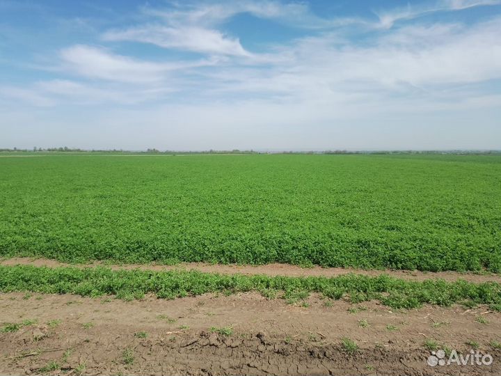 Сено люцерны