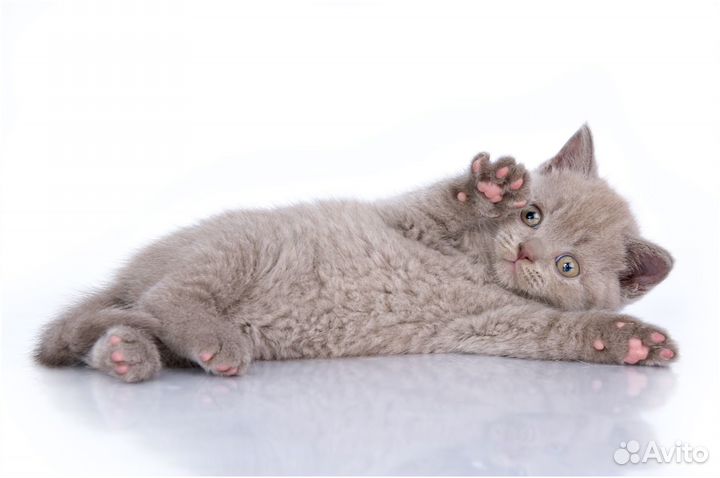 Британские котята