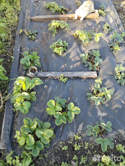 Рассада клубники нескольких сортов