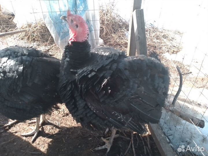 Индюки на племя