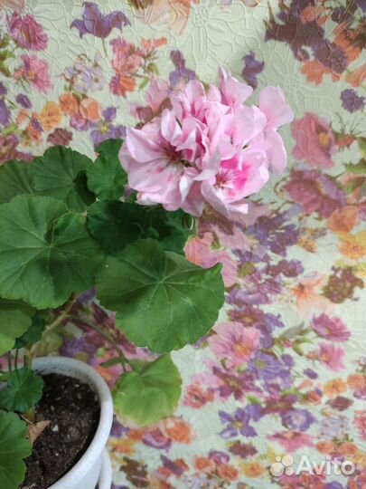 Герань пеларгония