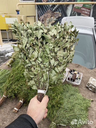 Веники березовые