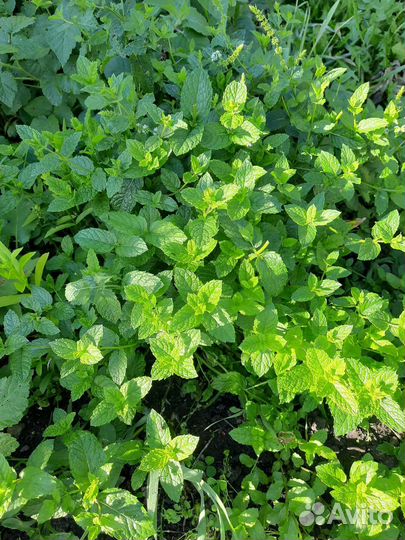 Мята 10 сортов: клубника,яблоко,смородина