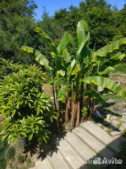 Банановая пальма