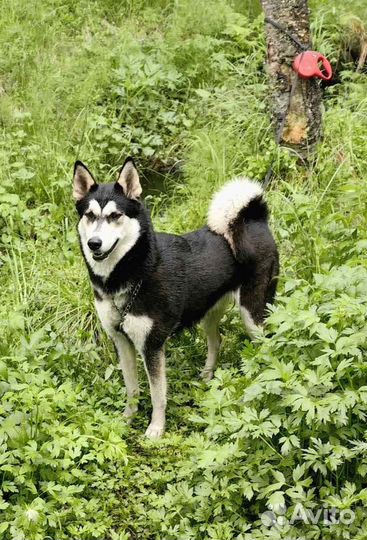 Щенки лайки