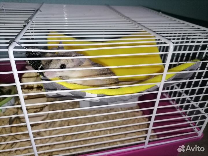 Иглистые мыши