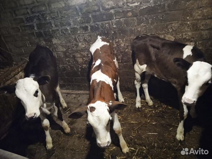 Продается корова, бычки