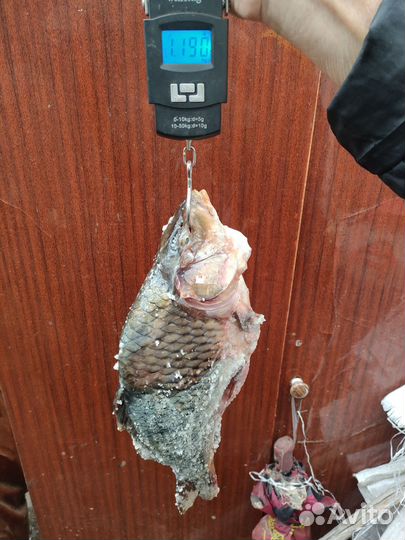 Карп соленый