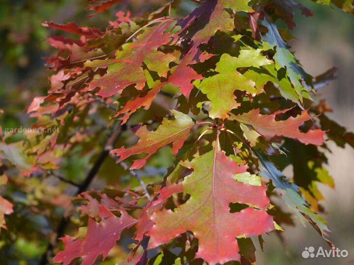 Фундук красный орех, дуб, клён, грецкий орех