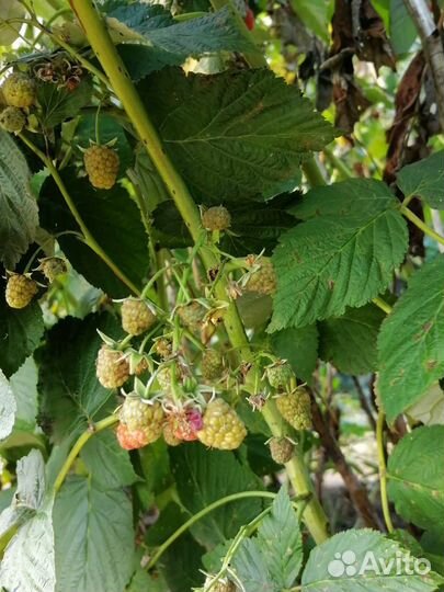 Ремонтантная малина