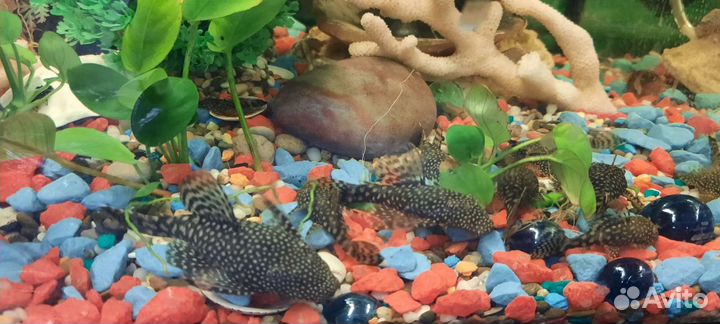 Сомики анциструсы