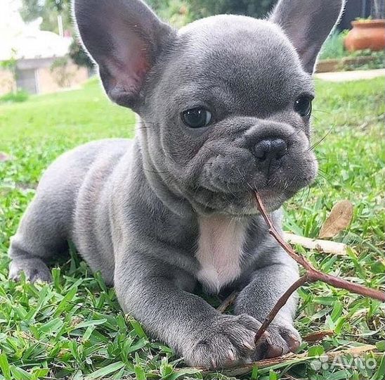 Лиловые и Голубые Бульдожки Мини