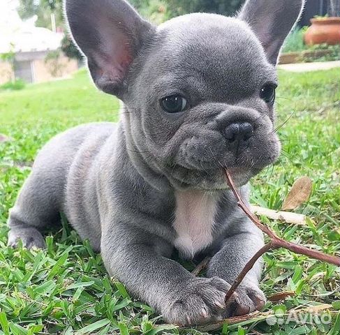 Лиловые и Голубые Бульдожки Мини