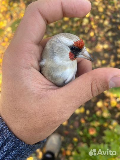 Чижи щеглы певчие птицы