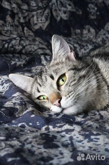 2 кошечки ищут дом