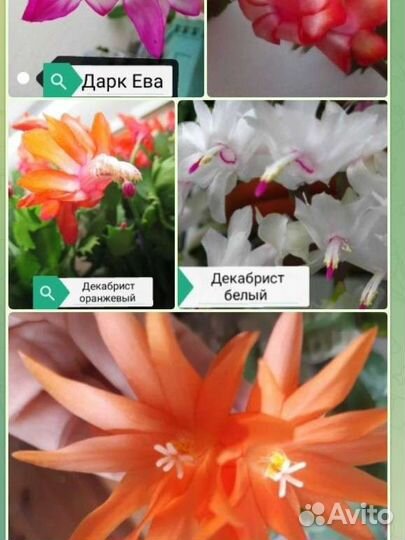 Декабристы