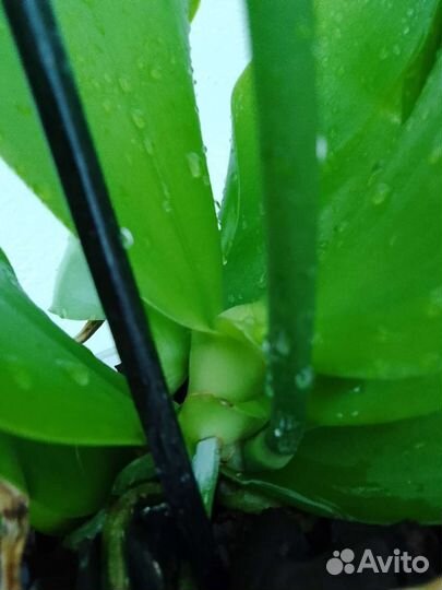 Орхидея лиодоро