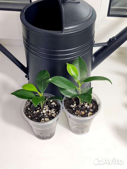 Сортовые фикусы