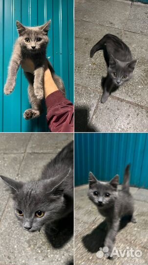 Котёнок ищет дом