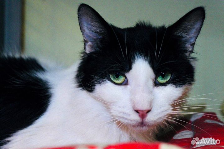 Ласковая кошка Монро ищет дом