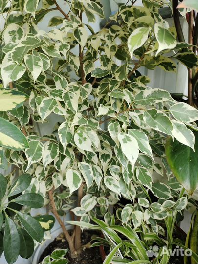 Филодендрон сильвер Квин, Марбл Квин