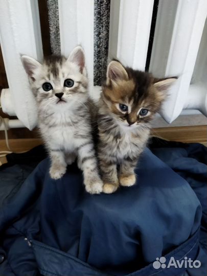 Котенок (мальчик), 1.5 месяца