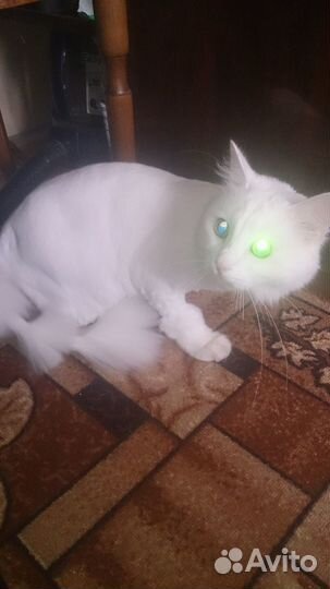 Стрижка котов и кошек с выездом на дом все районы