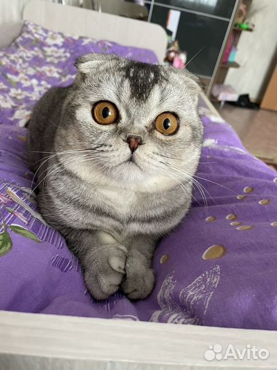 Британский вислоухий